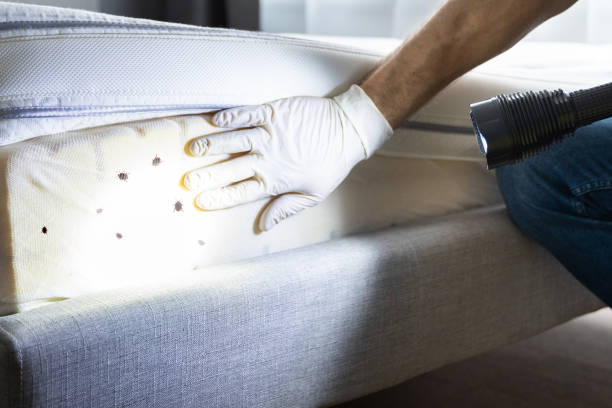 Best Ant Control Services  in Pequot Lakes, MN