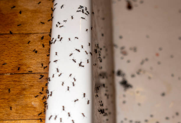 Best Cockroach Control Services  in Pequot Lakes, MN
