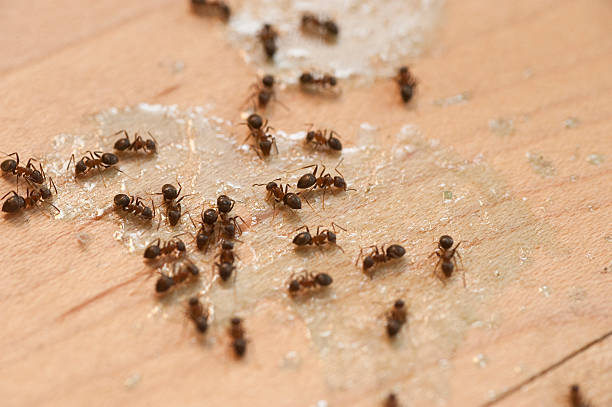 Best Flea Control Services  in Pequot Lakes, MN