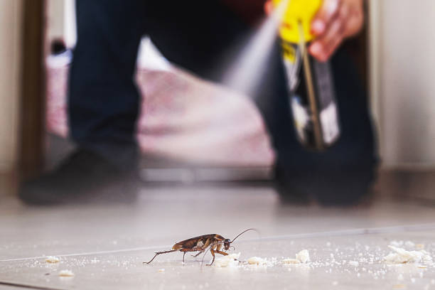Best Wasp Removal Services  in Pequot Lakes, MN