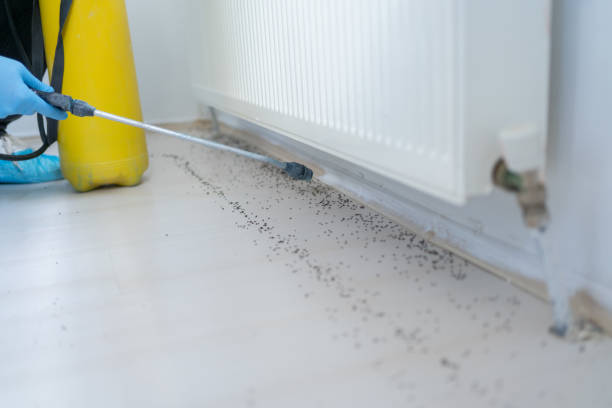 Best Affordable Pest Control Services  in Pequot Lakes, MN